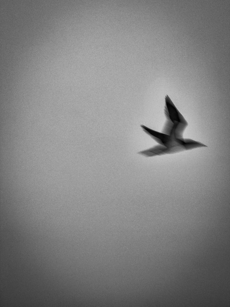 Black and white photo of a flying dove.